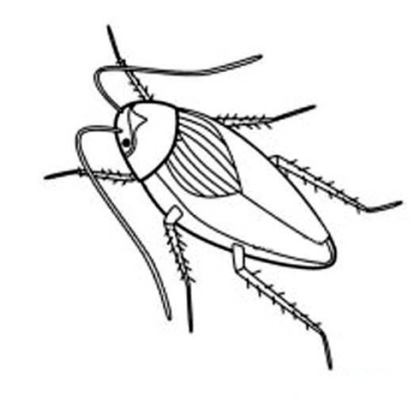 Childrens simple drawing pictures of cockroaches