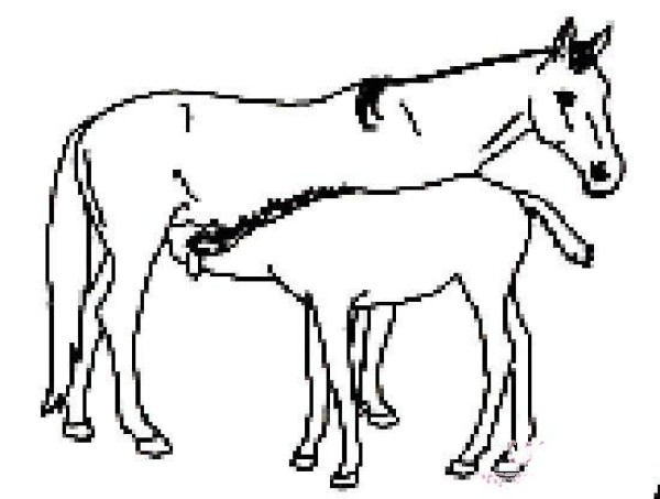 Simple drawing of suckling pony and mare