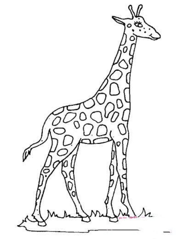 Simple drawing picture of giraffe on the grass