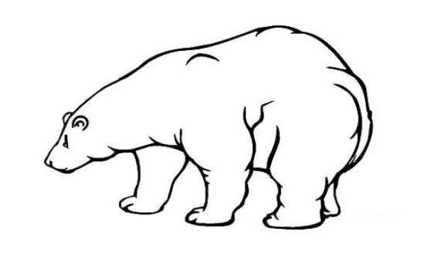 Simple drawing picture of strong big polar bear