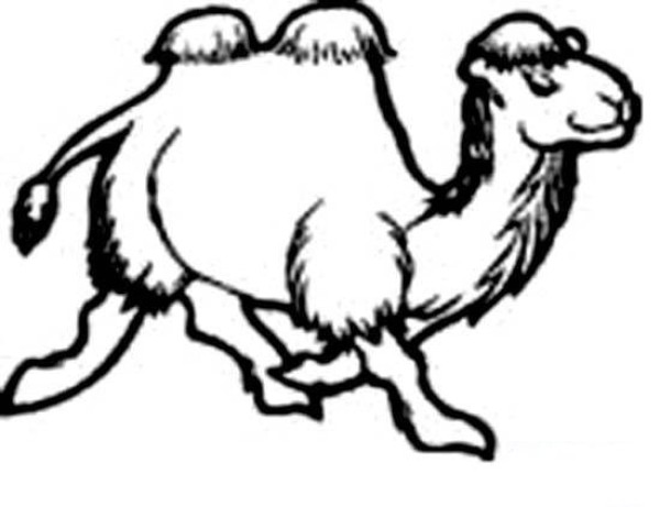 Simple drawing picture of running camel