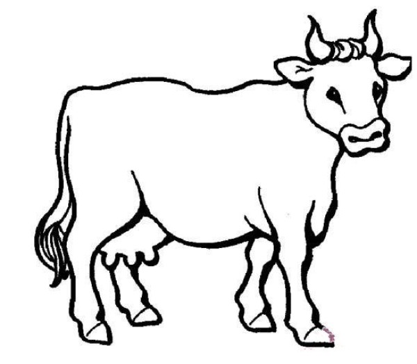 Simple drawing pictures of cows