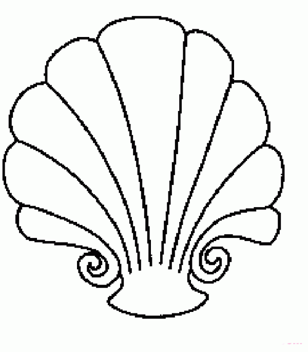 Beautiful shell simple drawing picture