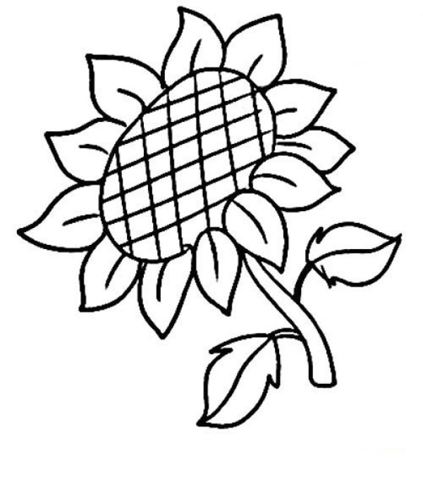 Sunflower simple drawing Sunflower picture