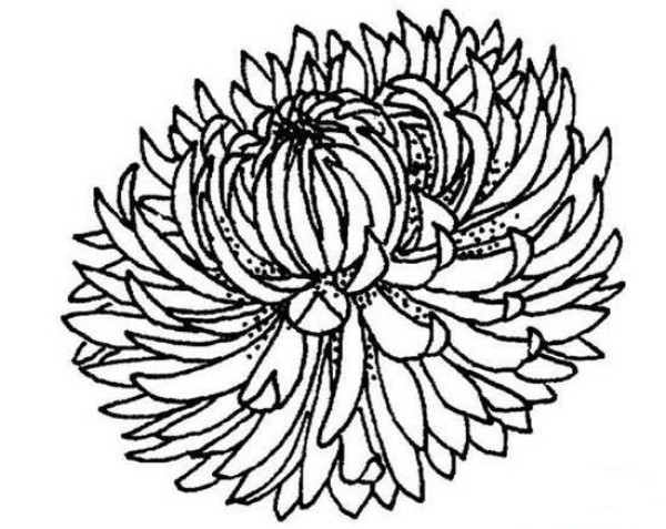 Childrens simple drawing pictures of chrysanthemums