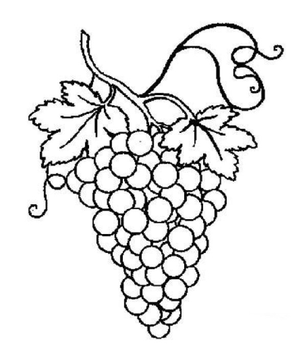 Childrens simple drawing pictures of grapes