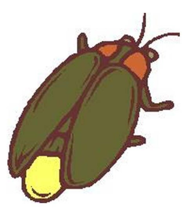 Childrens simple drawing pictures of insects: Fireflies