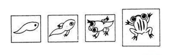 A collection of simple drawings about the process of growth and evolution of tadpoles into frogs