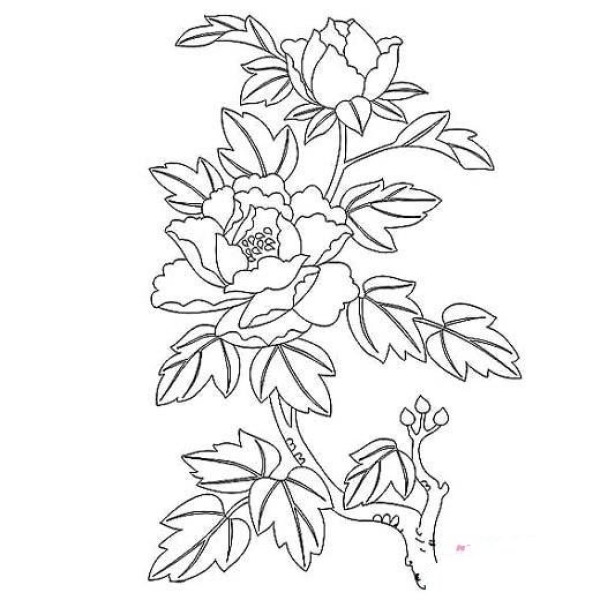 Childrens simple drawing pictures of flowers: Peony