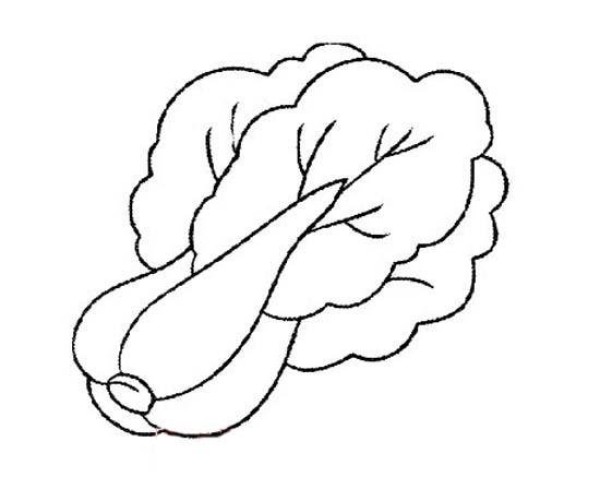 Childrens simple drawing: Chinese cabbage