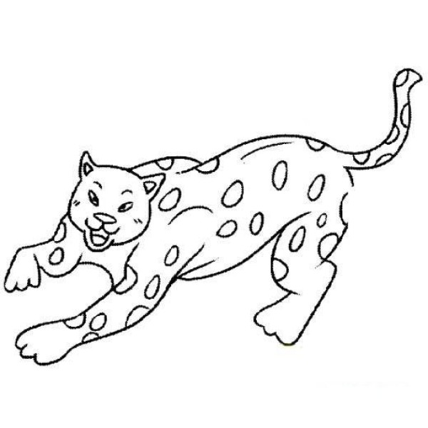 Clouded Leopard Simple Drawing Picture