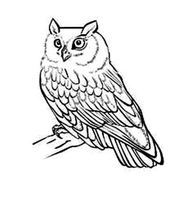 Animal simple drawing pictures: Owl