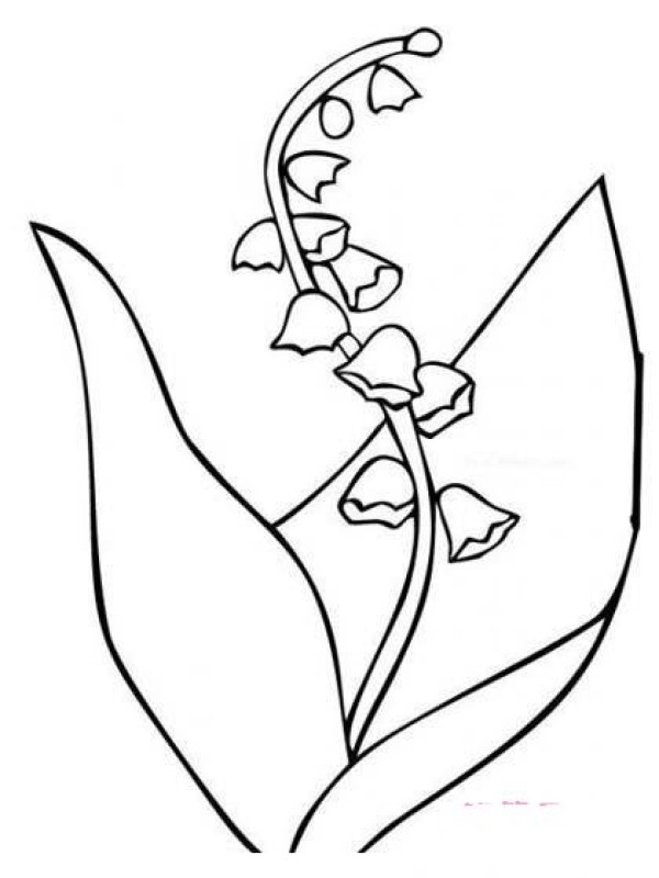 Flower simple drawing: Campanula orchid