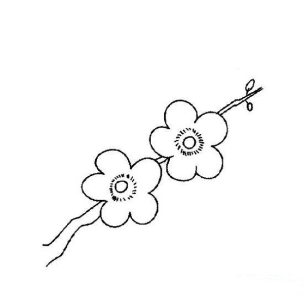 Simple drawing of two plum blossoms on the branch