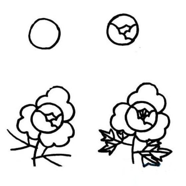 Simple step-by-step illustration of peony flowers: How to draw peonies