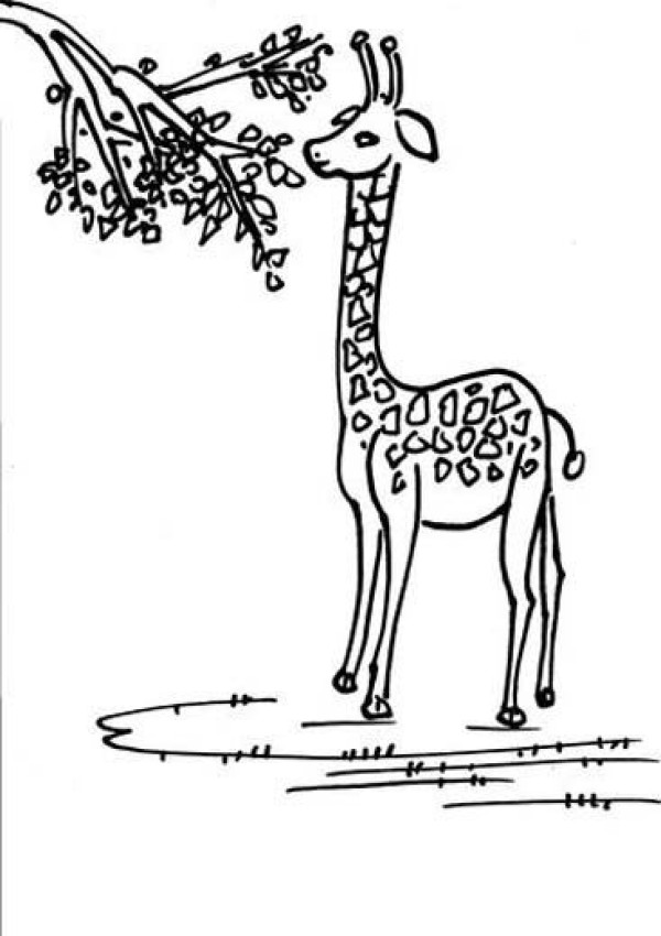 Giraffe eating leaves simple drawing