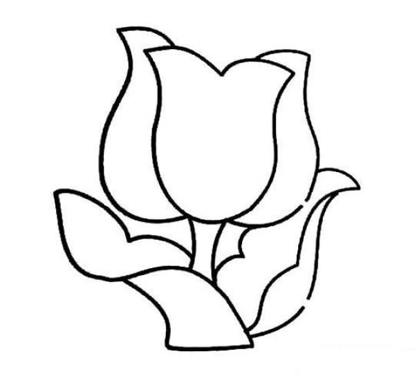 Simple drawing of tulip flowers