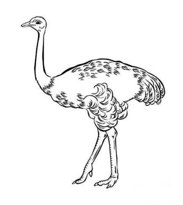 Simple animal drawing pictures for children: Ostrich