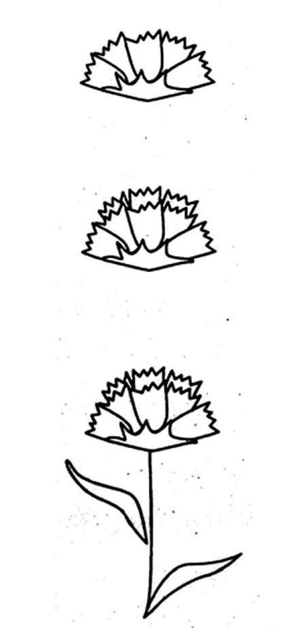 Step by step drawing of carnations