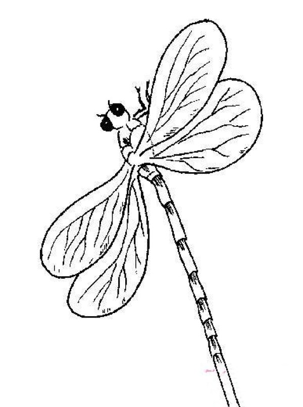 Insect simple drawing: dragonfly