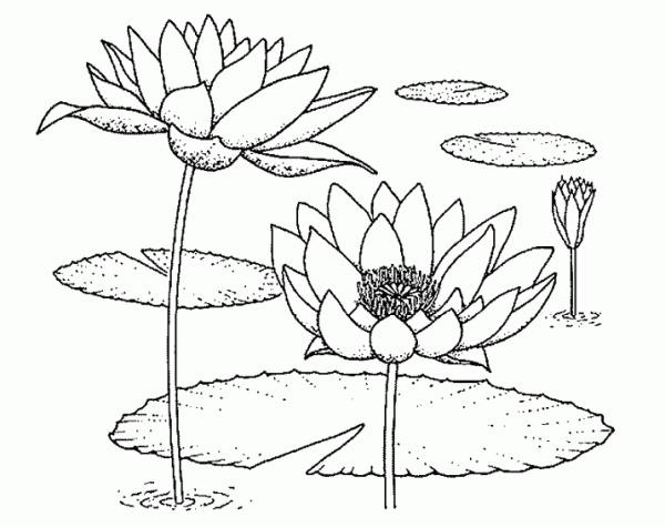 Lotus simple strokes