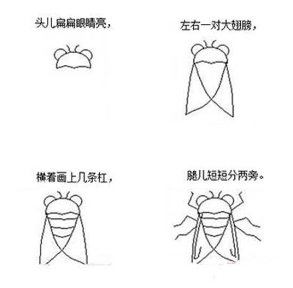 Simple drawing tutorial of cicada: How to draw cicada