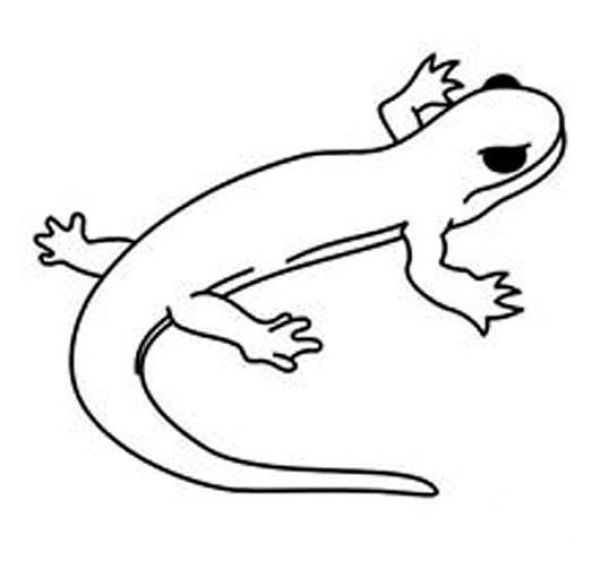 Simple animal drawing pictures for primary school students: Gecko