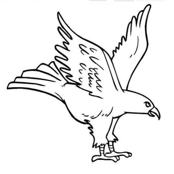 Animal simple drawing pictures: Eagle