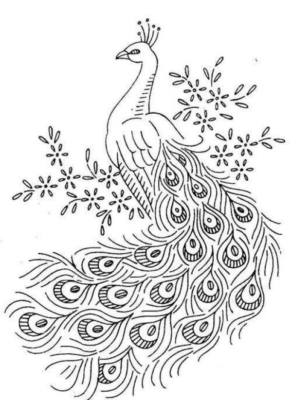 Simple drawing of peacock with beautiful feathers