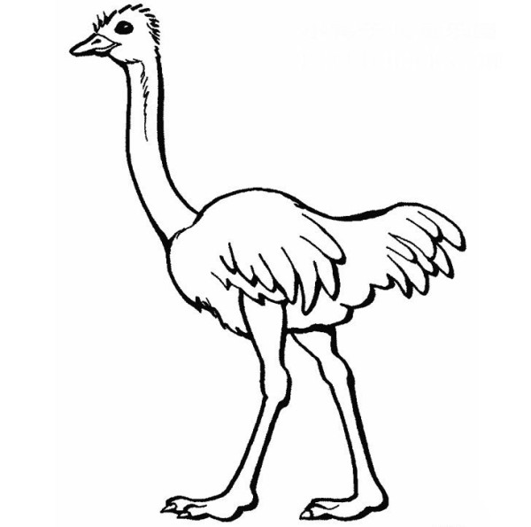 Ostrich simple strokes