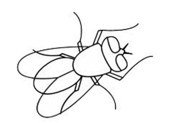 Childrens simple drawing pictures of little flies