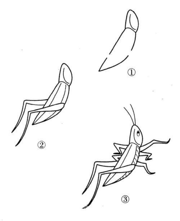 How to draw a locust in simple strokes: How to draw a locust