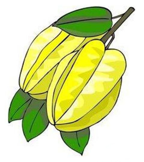 Childrens simple drawing pictures of colorful carambola