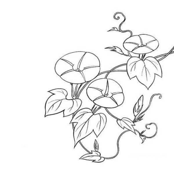 Simple drawing of climbing morning glory