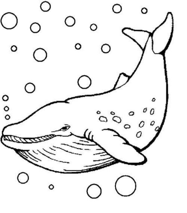 Complete picture of simple strokes of big whale