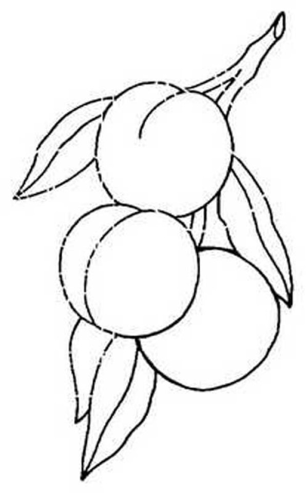 Simple drawing pictures of peaches on the tree