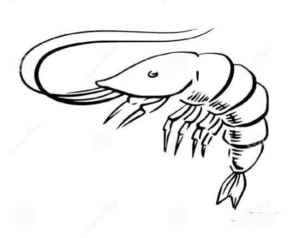 Childrens simple drawing pictures of shrimps