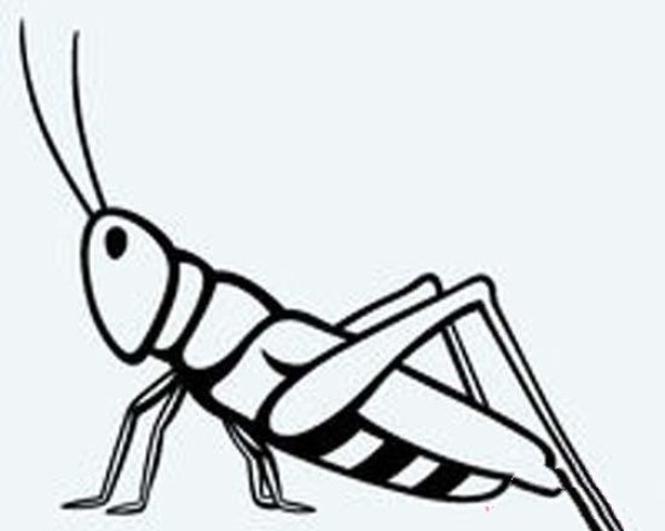 Childrens simple drawing picture of grasshopper