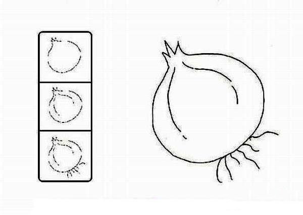 How to draw simple onions