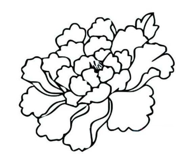 Childrens simple drawing pictures of rich peonies