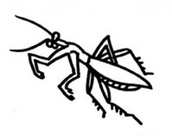 A complete collection of simple drawings of insects for children: Mantis