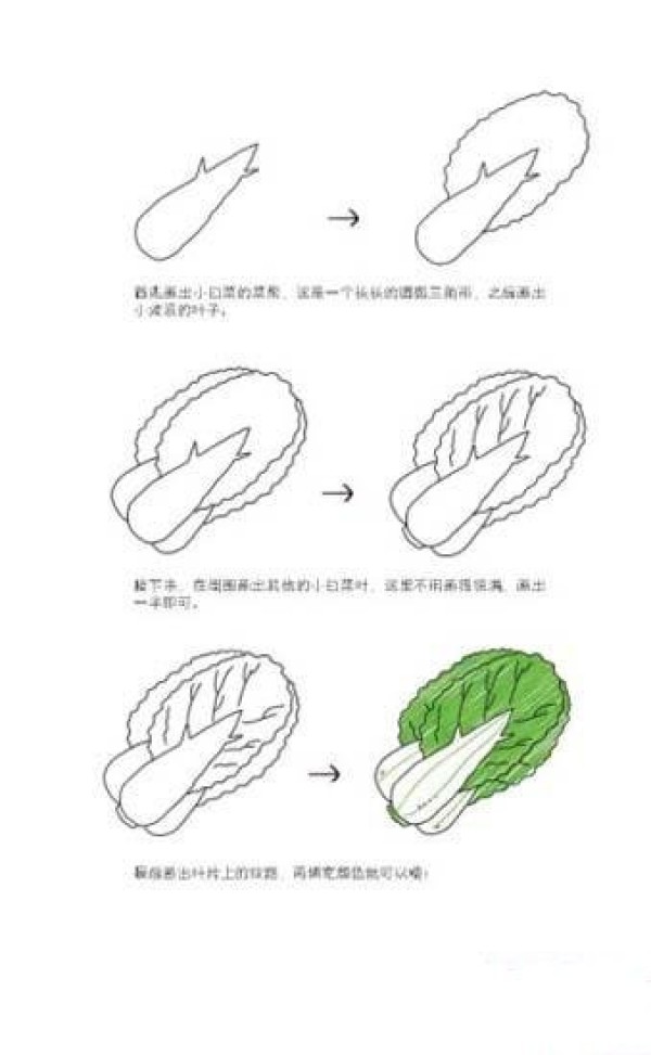 Tutorial on how to draw Chinese cabbage with simple strokes