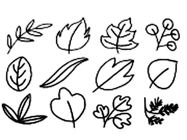 A complete collection of simple drawing pictures of various leaves