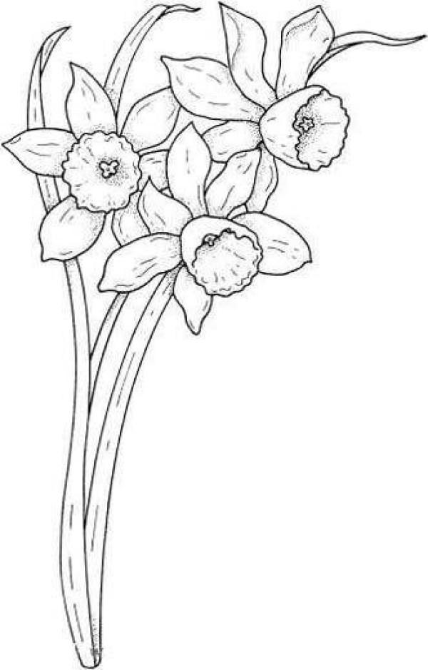 Flower simple drawing: narcissus