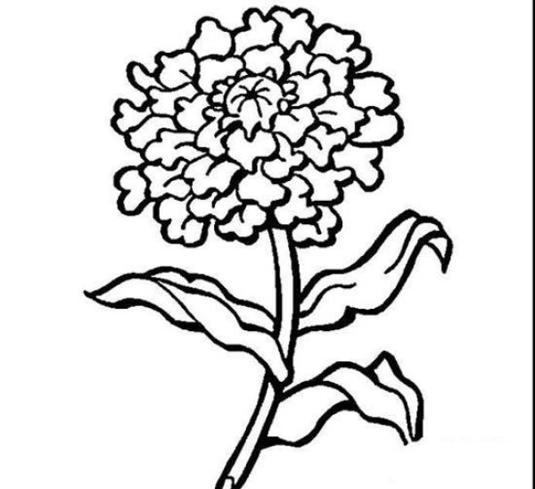 Plant simple drawing: chrysanthemum