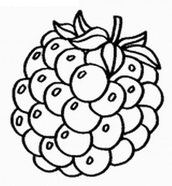 Childrens simple drawing pictures of grapes