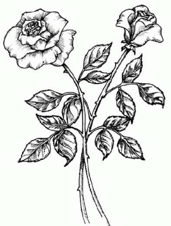 Plant simple drawing: rose