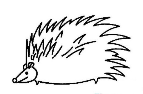 Simple animal drawing pictures for children: Hedgehog