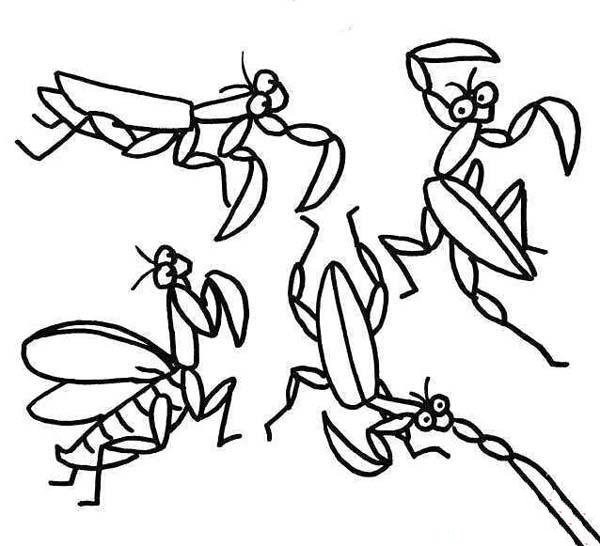 A collection of simple drawing pictures of mantises in various postures