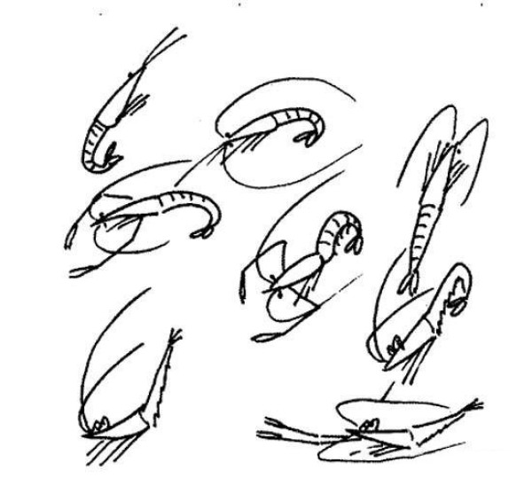 Childrens simple drawings of a group of shrimps